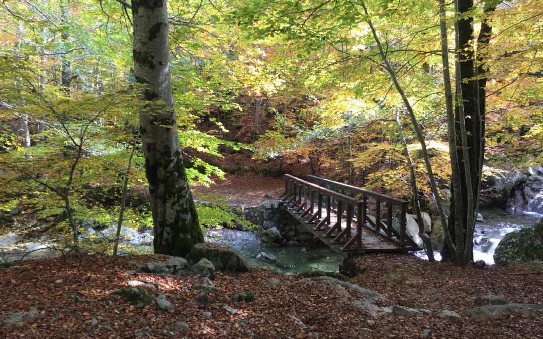 La forêt de Vizzavona
