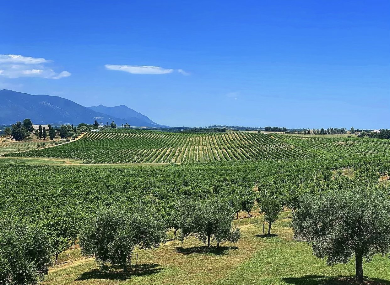 DOMAINE ORSUCCI